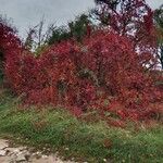 Parthenocissus quinquefolia Habit