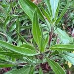 Oenothera macrocarpa Лист