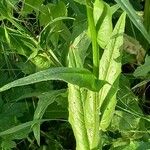 Crepis paludosa Folla