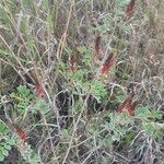 Indigofera schimperi 整株植物