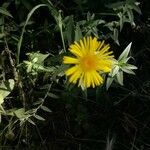 Inula salicina Fleur