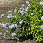 Plumbago auriculataBlomst