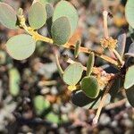 Acacia anceps 葉