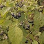Solanum scabrum 葉