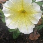 Petunia × atkinsianaLorea