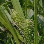 Carex frankii Lorea