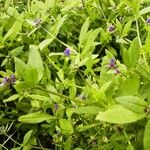 Asperugo procumbens Hoja