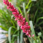 Bistorta amplexicaulis Flower