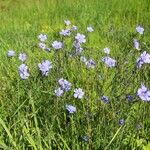 Linum austriacum Кветка