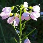 Cardamine pratensis Цвят