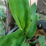 Oplismenus compositus Leaf