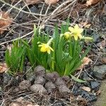 Narcissus pseudonarcissus Leaf