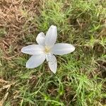 Zephyranthes chlorosolenBlodyn