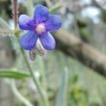 Anchusa azurea Květ