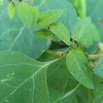 Lipandra polysperma ഇല