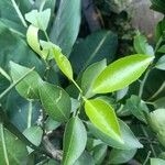 Citrus × aurantium List