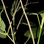 Piper schiedeanum Bark