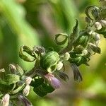 Elsholtzia stauntonii Fruto