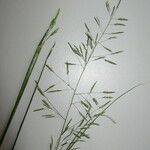 Eragrostis tenuifolia Floro