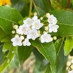 Viburnum rugosumBlomst