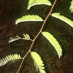 Tamarindus indica 葉