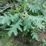 Quercus conferta অভ্যাস