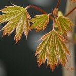 Acer shirasawanum Leaf