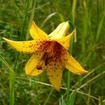 Lilium canadense Fleur