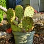 Opuntia aciculata Агульны выгляд