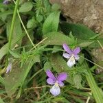 Viola bubanii Lorea