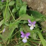 Viola bubanii Blüte