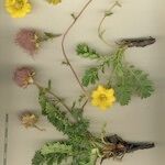 Geum reptans Other