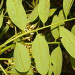 Dalbergia glomerata Leaf