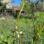 Eruca sativa Fruit