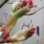 Acer japonicum Bloem