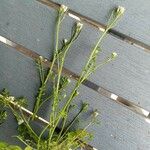 Cardamine flexuosa Leaf