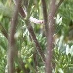 Artemisia glacialis چھال