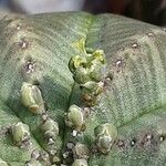 Euphorbia obesa Blomst