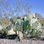 Opuntia engelmannii خشب