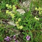 Alchemilla alpina 花