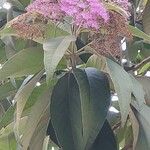 Callicarpa nudiflora Foglia