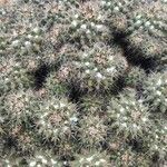 Mammillaria voburnensis 葉