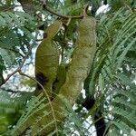 Anadenanthera colubrina ഫലം