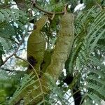 Anadenanthera colubrina Fruit