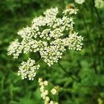 Chaerophyllum aromaticum