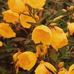 Oenothera tetragona Flower