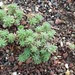Sedum rubens Hoja