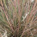 Schizachyrium scoparium Blatt