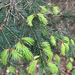 Picea rubensFolio