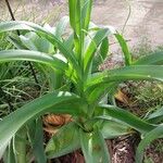 Crinum macowanii Folha